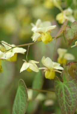Bispehue Epimedium × perralchicum 'Frohnleiten' potte Epimedium × perralchicum 'Frohnleiten'