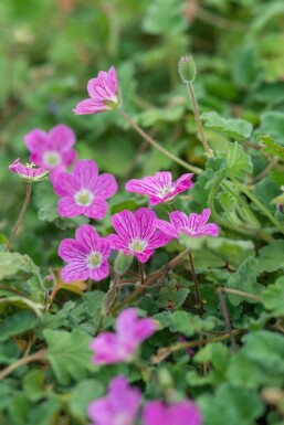 Hejrenæb Erodium × variabile 'Bishop's Form' potte Erodium × variabile 'Bishop's Form'