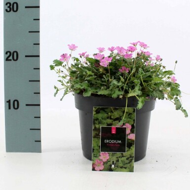 Hejrenæb Erodium × variabile 'Bishop's Form' potte Erodium × variabile 'Bishop's Form'