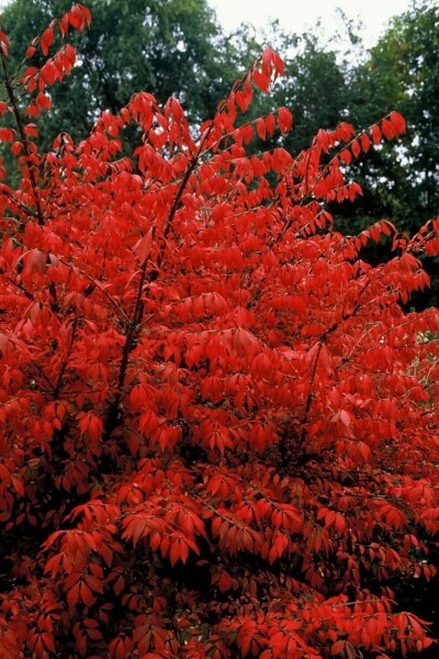 Euonymus alatus C5 30-40