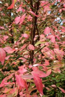 Euonymus alatus C5 30-40
