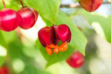 Euonymus europaeus 'Red Cascade' C10 60-80