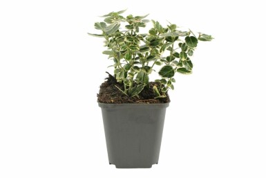 Krybende benved Euonymus fortunei 'Emerald Gaiety' potte Euonymus fortunei 'Emerald Gaiety'