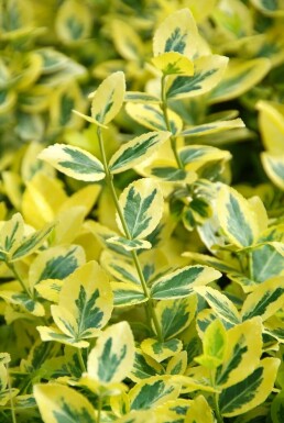 Krybende benved Euonymus fortunei 'Emerald 'n Gold' potte Euonymus fortunei 'Emerald 'n Gold'