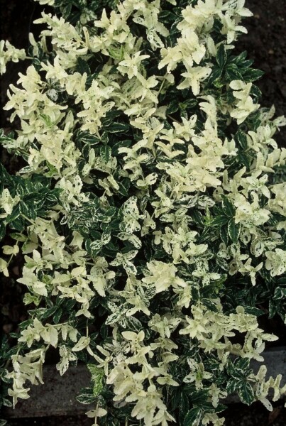 Euonymus fortunei 'Harlequin' C2 20-25