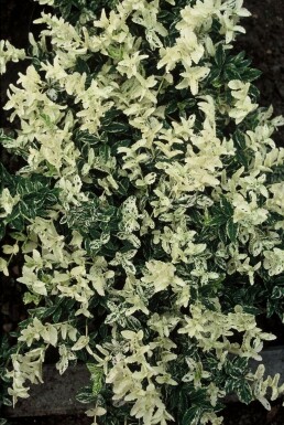 Krybende benved Euonymus fortunei 'Harlequin' potte Euonymus fortunei 'Harlequin' busk