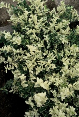 Euonymus fortunei 'Harlequin' C2 20-25
