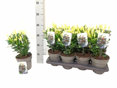 Japansk benved Euonymus japonicus 'Extravaganza' potte Euonymus japonicus 'Extravaganza' busk