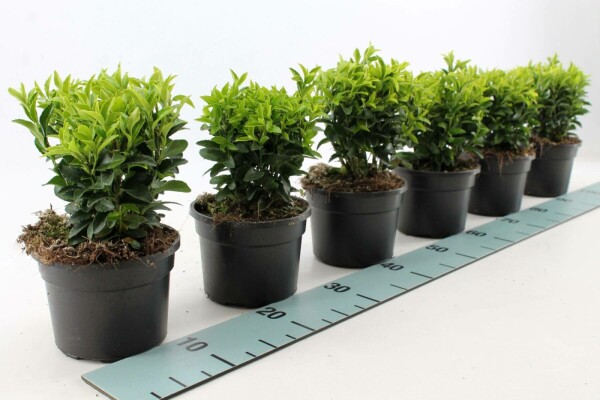 Japansk benved Euonymus japonicus 'Green Spire' potte Euonymus japonicus 'Green Spire' busk