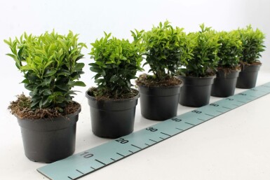 Japansk benved Euonymus japonicus 'Green Spire' potte Euonymus japonicus 'Green Spire'