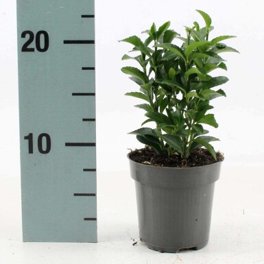 Euonymus japonicus 'Green Spire' C5 40-45