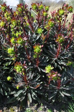 Lundvortemælk Euphorbia amygdaloides 'Purpurea' potte Euphorbia amygdaloides 'Purpurea'