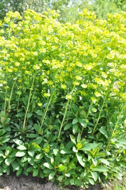 Lundvortemælk Euphorbia amygdaloides 'Robbiae' potte Euphorbia amygdaloides 'Robbiae'