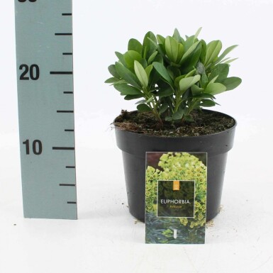 Lundvortemælk Euphorbia amygdaloides 'Robbiae' potte Euphorbia amygdaloides 'Robbiae'