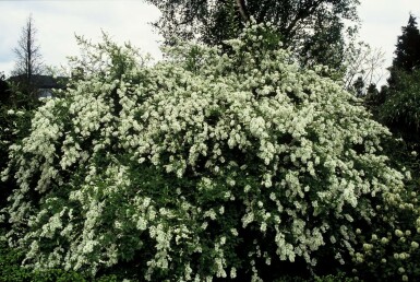 Perlebusk Exochorda macrantha 'The Bride' potte Exochorda macrantha 'The Bride' busk