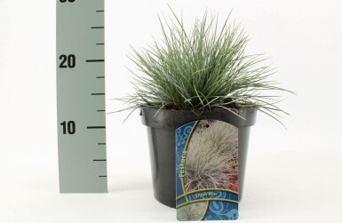 Blå svingel Festuca glauca 'Elijah Blue' potte Festuca glauca 'Elijah Blue'