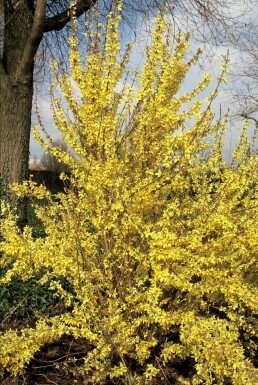 Haveforsytia Forsythia intermedia 'Weekend' potte Forsythia intermedia 'Weekend' busk