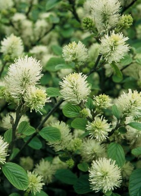 Stor troldel Fothergilla major potte Fothergilla major busk