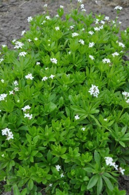 Skovmærke Galium odoratum potte Galium odoratum