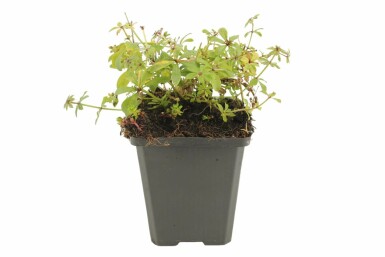 Skovmærke Galium odoratum potte Galium odoratum