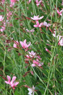 Gaura Gaura lindheimeri 'Siskiyou Pink' potte Gaura lindheimeri 'Siskiyou Pink'