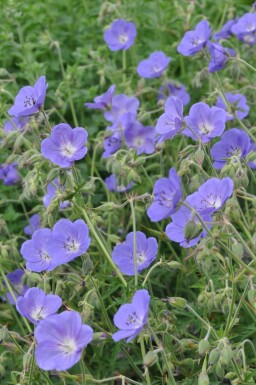 Storkenæb Geranium 'Brookside' potte Geranium 'Brookside'