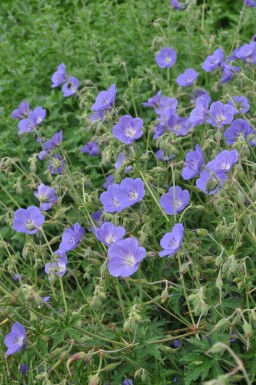 Storkenæb Geranium 'Brookside' potte Geranium 'Brookside'