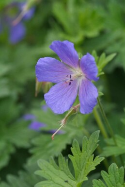 Storkenæb Geranium 'Johnson's Blue' potte Geranium 'Johnson's Blue'