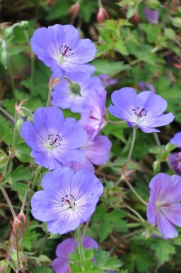 Storkenæb Geranium 'Rozanne' potte Geranium 'Rozanne'