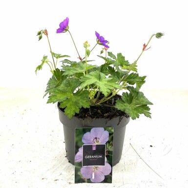 Storkenæb Geranium 'Rozanne' potte Geranium 'Rozanne'