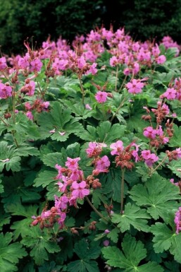 Storrodet storkenæb Geranium macrorrhizum 'Ingwersen's Variety' potte Geranium macrorrhizum 'Ingwersen's Variety'