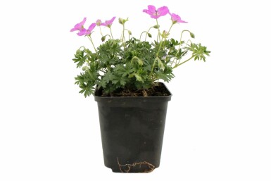 Blodrød storkenæb Geranium sanguineum 'Max Frei' potte Geranium sanguineum 'Max Frei'
