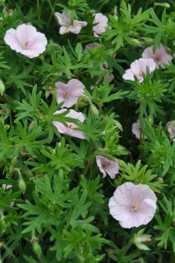 Blodrød storkenæb Geranium sanguineum 'Striatum' potte Geranium sanguineum 'Striatum'