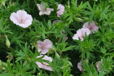 Blodrød storkenæb Geranium sanguineum 'Striatum' potte Geranium sanguineum 'Striatum'