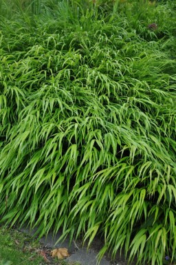 Japansk skovgræs Hakonechloa macra potte Hakonechloa macra