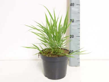 Japansk skovgræs Hakonechloa macra potte Hakonechloa macra