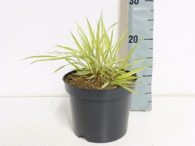 Japansk skovgræs Hakonechloa macra 'Aureola' potte Hakonechloa macra 'Aureola'