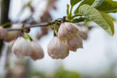 Carolinsk sneklokketræ Halesia carolina potte Halesia carolina busk