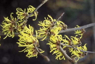 Hybridtroldnød Hamamelis intermedia 'Arnold Promise' potte Hamamelis intermedia 'Arnold Promise' busk