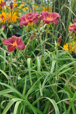 Daglilje Hemerocallis 'Sammy Russell' potte Hemerocallis 'Sammy Russell'