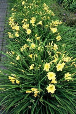 Daglilje Hemerocallis 'Stella de Oro' potte Hemerocallis 'Stella de Oro'