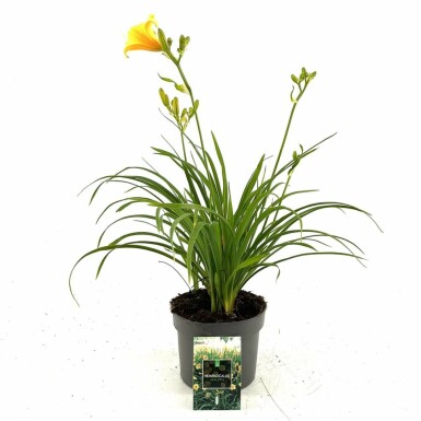 Daglilje Hemerocallis 'Stella de Oro' potte Hemerocallis 'Stella de Oro'