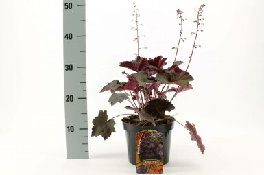 Alunrod Heuchera micrantha 'Palace Purple' potte Heuchera micrantha 'Palace Purple'