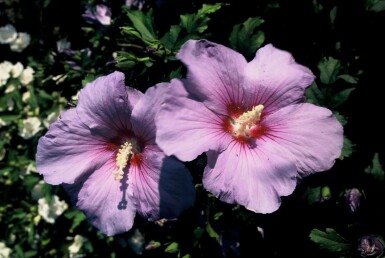 Syrisk rose Hibiscus syriacus 'Oiseau Bleu' potte Hibiscus syriacus 'Oiseau Bleu' busk