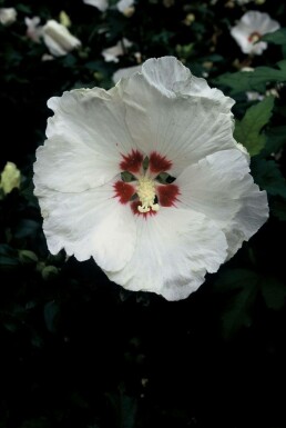 Syrisk rose Hibiscus syriacus 'Red Heart' potte Hibiscus syriacus 'Red Heart' busk