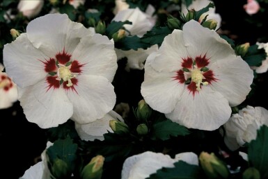 Syrisk rose Hibiscus syriacus 'Red Heart' potte Hibiscus syriacus 'Red Heart' busk