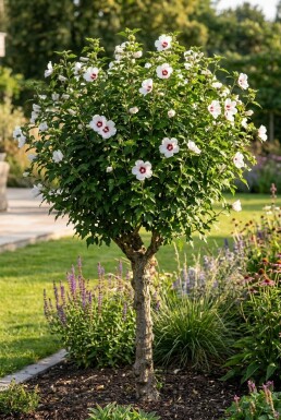 Hibiscus syriacus 'Red Heart' busk 60-70 cm
