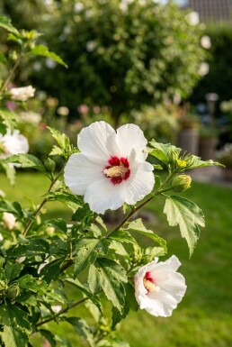 Hibiscus syriacus 'Red Heart' busk 60-70 cm