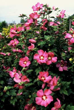 Syrisk rose Hibiscus syriacus 'Woodbridge' potte Hibiscus syriacus 'Woodbridge' busk
