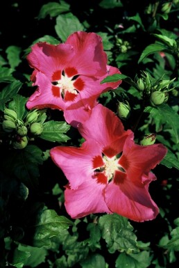 Syrisk rose Hibiscus syriacus 'Woodbridge' potte Hibiscus syriacus 'Woodbridge' busk